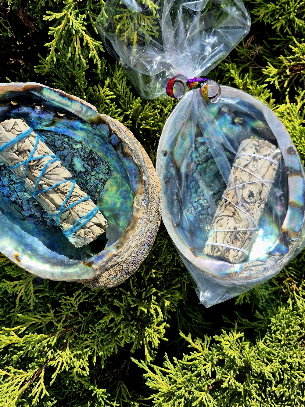 Iridescent Abalone Shell Smudge Dish with Sage - Blue-Green